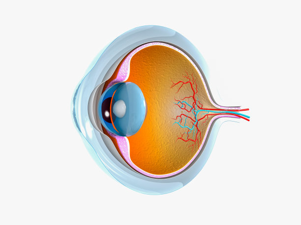 retina