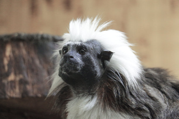 saguinus