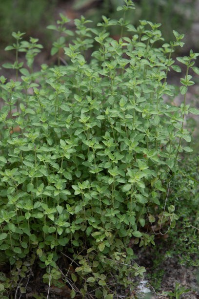 oregano