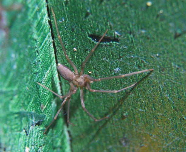 arachnid