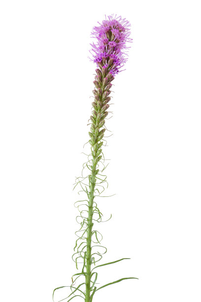 liatris