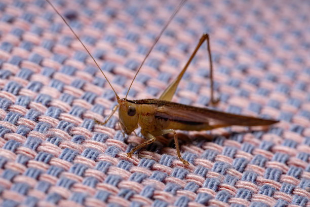 katydid