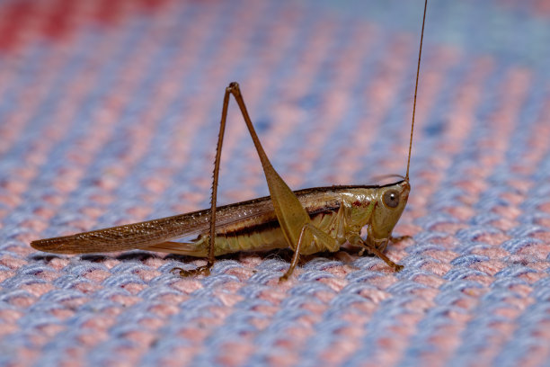 katydid