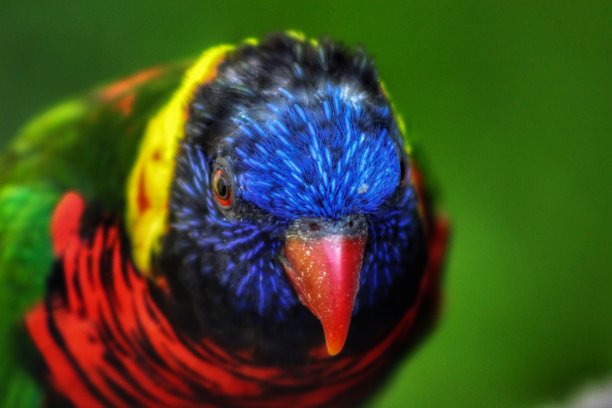 lorikeets