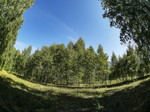clearing