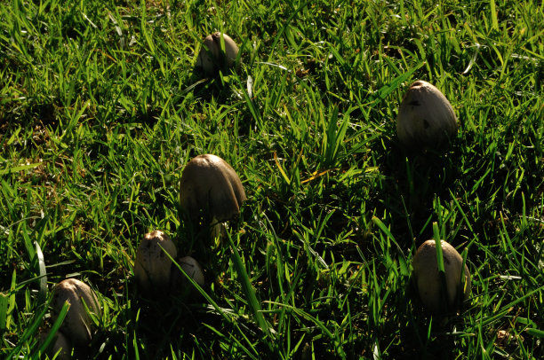 cortinarius