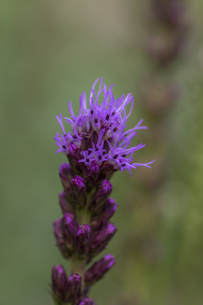 liatris