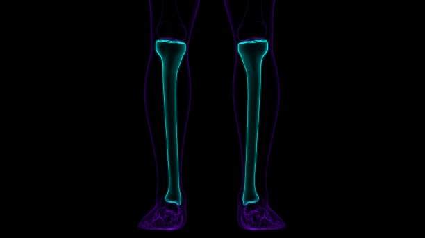 tibia
