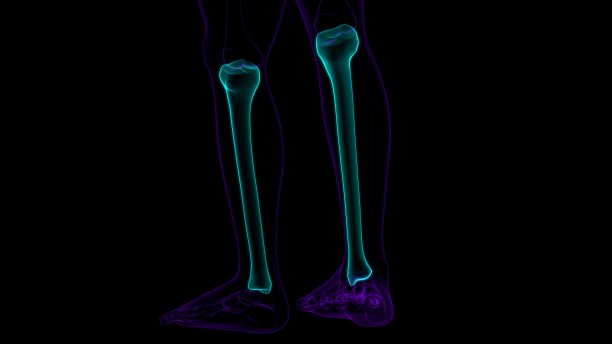 tibia