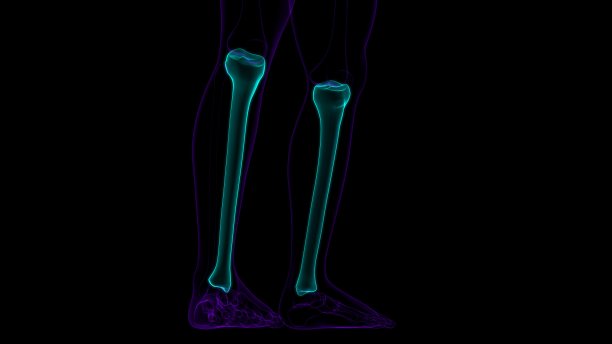 tibia