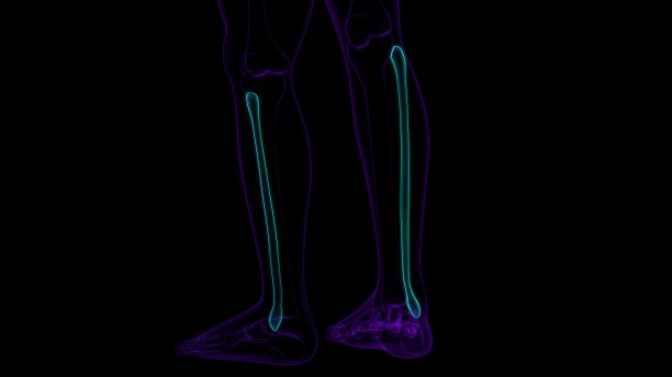 tibia