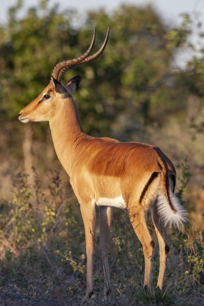 antelope