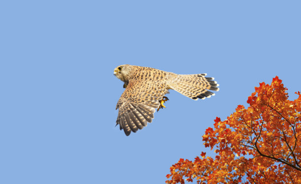 falcon