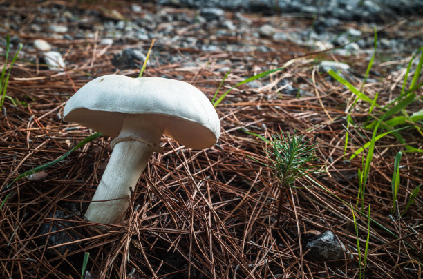 agaric