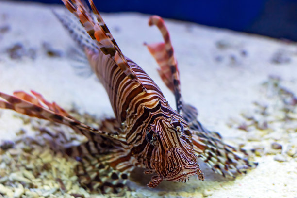 lionfish