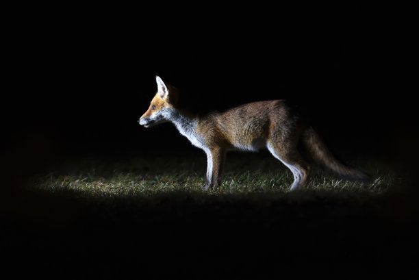 foxface