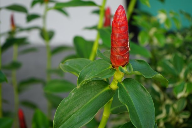 costus