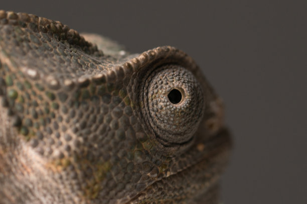 stare