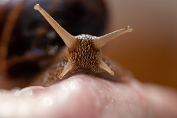 gastropod