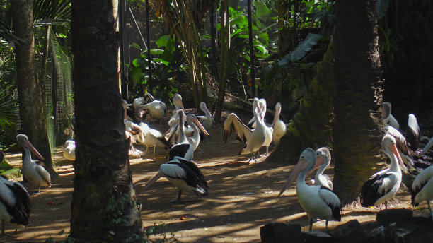 pelecanus