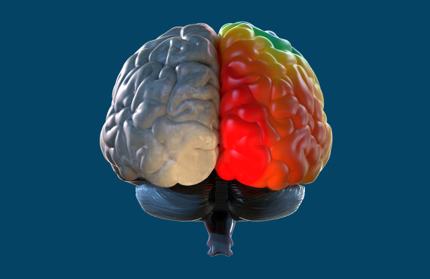cerebrum