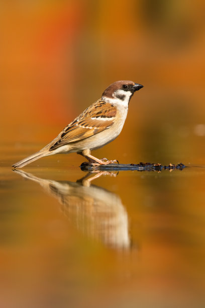 sparrow