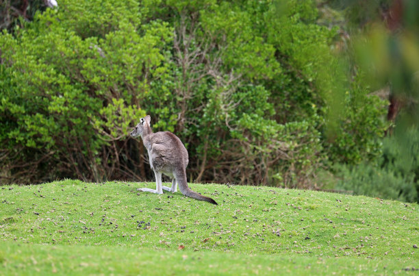 anglesea