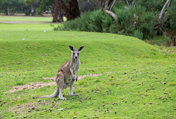 anglesea