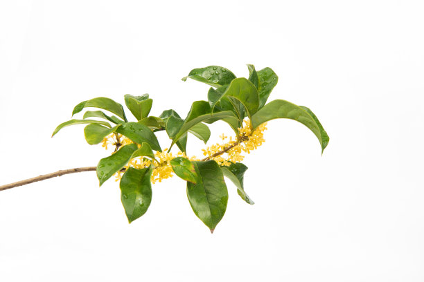 fragrans