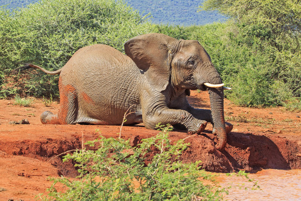 pachyderm