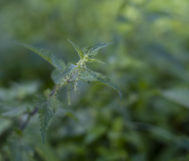 nettles