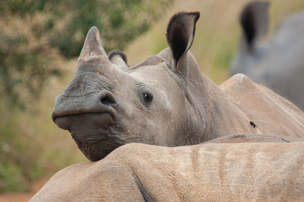 horned
