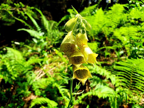 digitalis