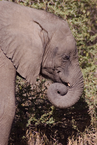 pachyderm