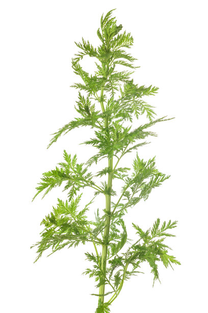 wormwood