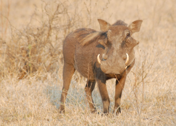 phacochoerus