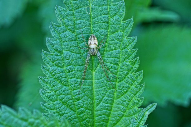 nettles