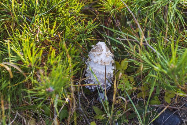 coprinus