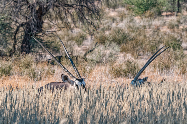 gemsbok
