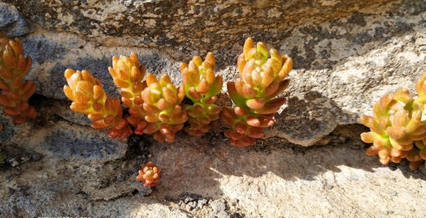 sedum