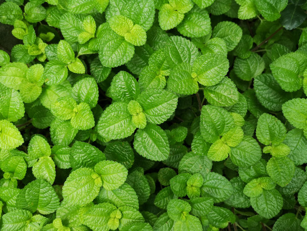 spearmint