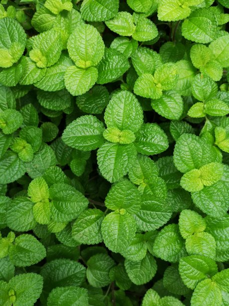 spearmint