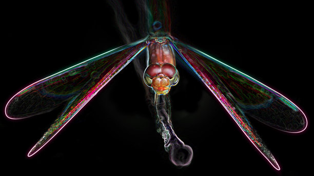 发光眼睛生物特写