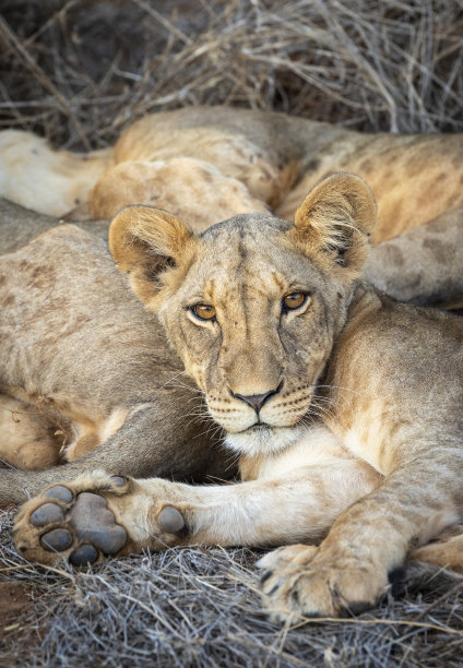 safari