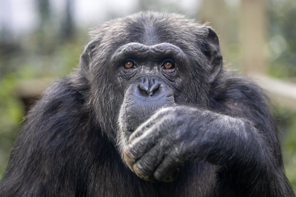 ape