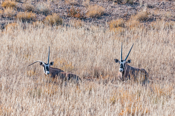 gemsbok
