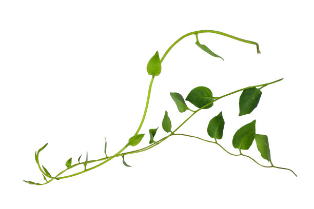 vitis