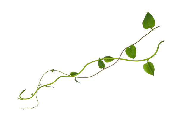 vitis