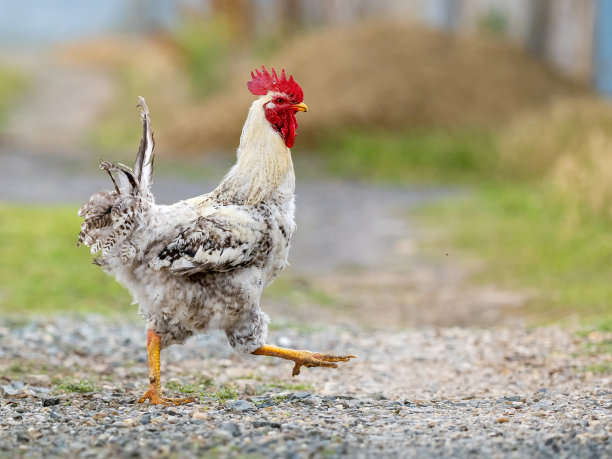 cock