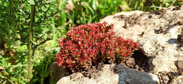 sedum